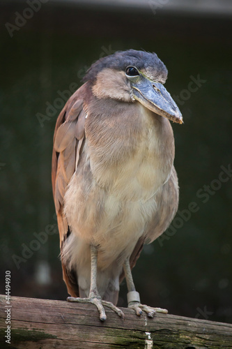 Boat-billed heron (Cochlearius cochlearius). photo