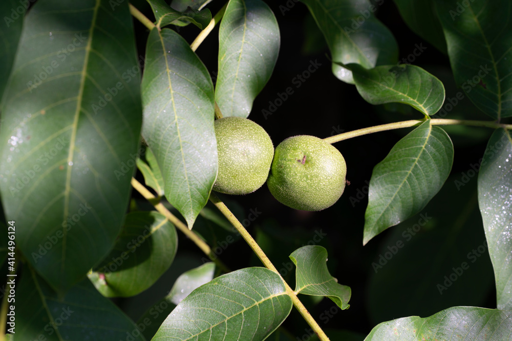 Fototapeta premium Walnussfrucht am Baum