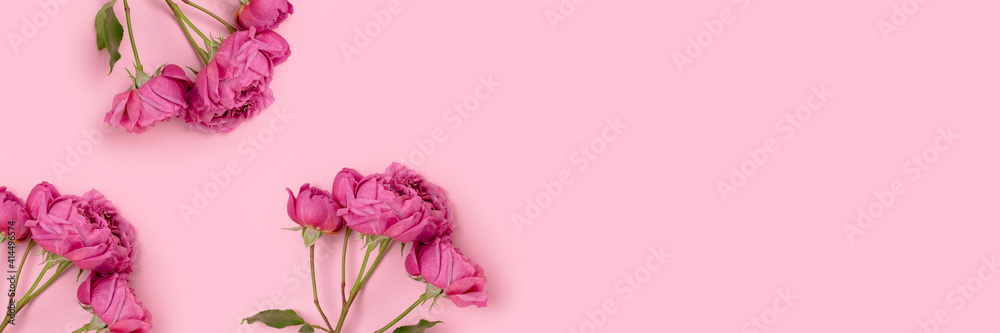 Banner with rose flowers on a pink background. Springtime creative concept with copyspace.
