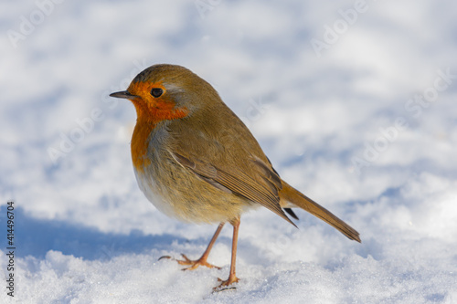 Rotkehlchen im Schnee © krzysztofrow