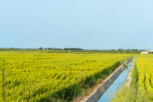 Rice with full grains in Northeast August photo