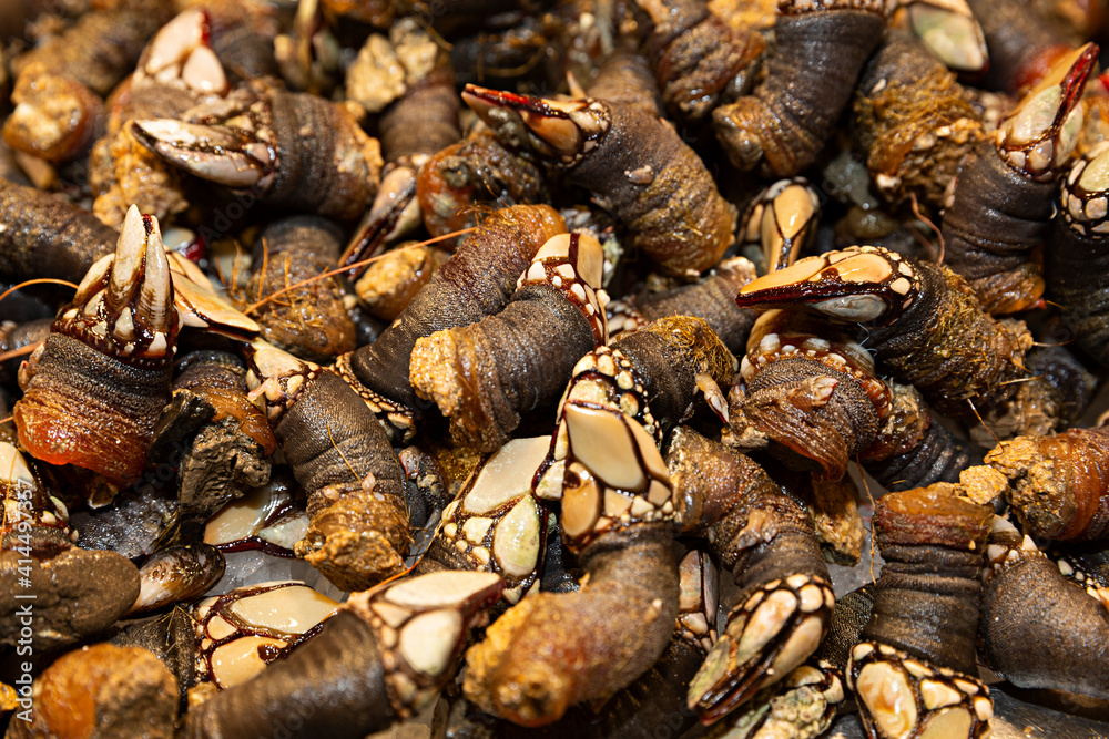 Percebes crudos en puesto del mercado.