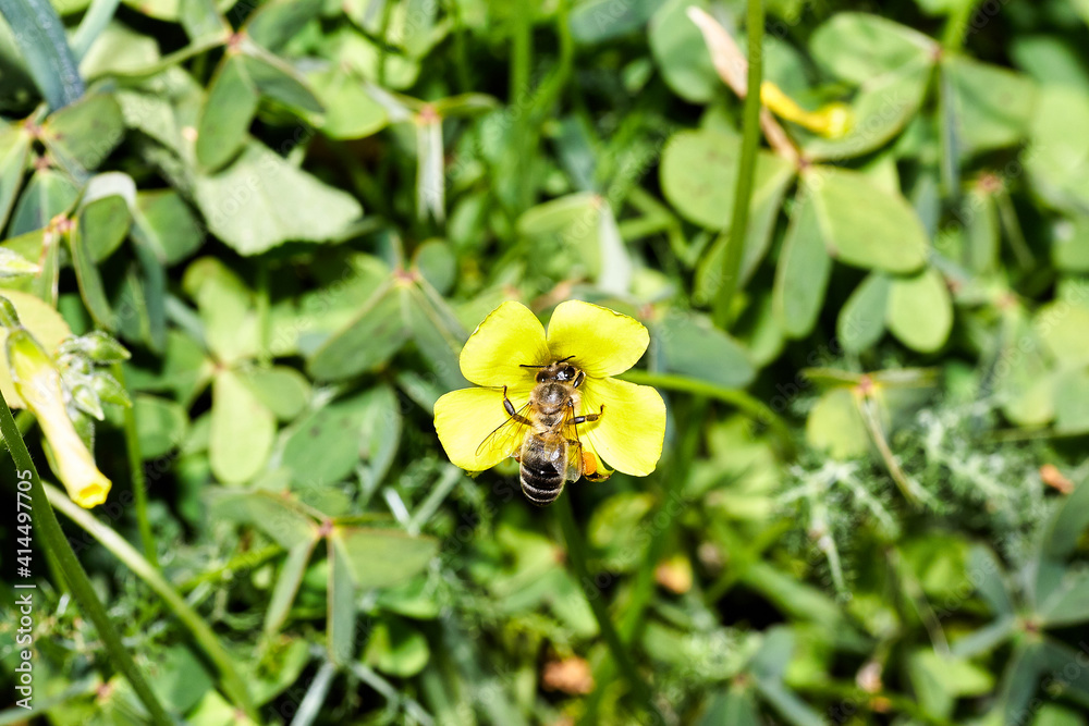 Bee on flower collecting pollen Bee on flower collecting pollen