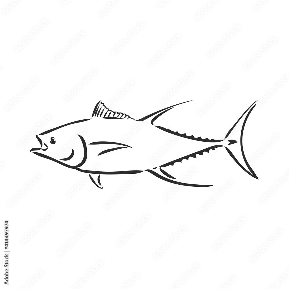 Vector illustration of tuna. Vector illustration can be used for creating logo and emblem for fishing clubs, prints, web and other crafts. tuna fish, vector sketch on white background Vector illustration of tuna. Vector illustration can be used for creating logo and emblem for fishing clubs, prints, web and other crafts. tuna fish, vector sketch on white background