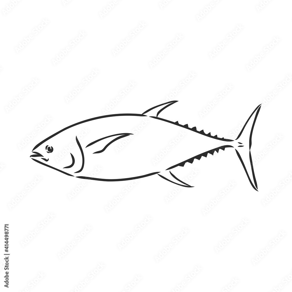 Vector illustration of tuna. Vector illustration can be used for creating logo and emblem for fishing clubs, prints, web and other crafts. tuna fish, vector sketch on white background