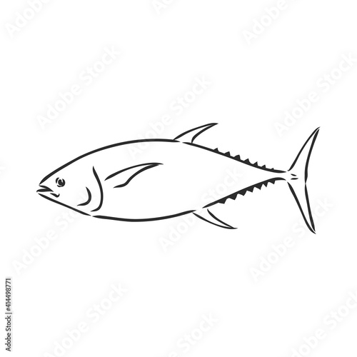 Vector illustration of tuna. Vector illustration can be used for creating logo and emblem for fishing clubs, prints, web and other crafts. tuna fish, vector sketch on white background