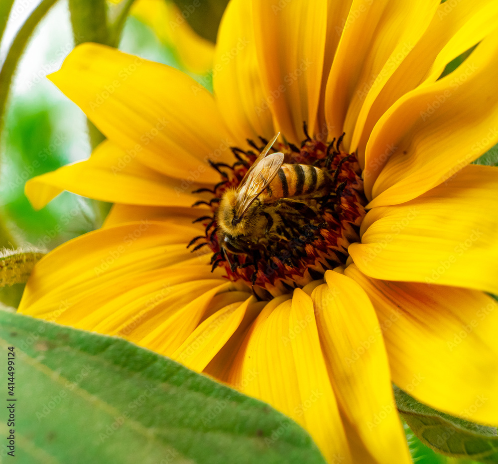 small bee perched on a sunflower pollinating
small bee perched on a sunflower pollinating