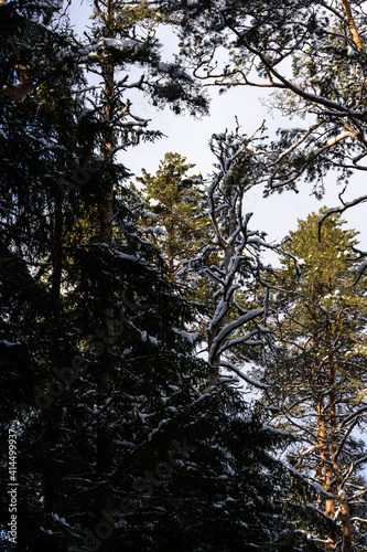 atvia with white fluffy snow in the forest where you can see many beautiful pine tops with dark brown trunks photo