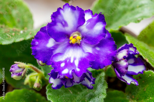 African violets (Streptocarpus sect. Saintpaulia) with pink and purple flowers in decorative pots on a sunny windowsill.