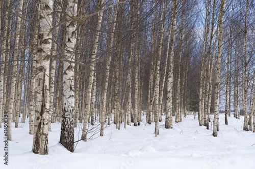many white birch trunks growing in lines