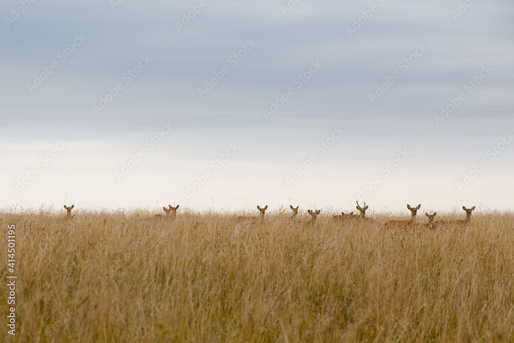 A large herd of deer in a field among the tall grass.