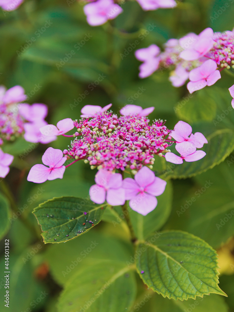 Pink hydrangea flowers and leaves in summer garden. Pink hydrangea flowers and leaves in summer garden.
