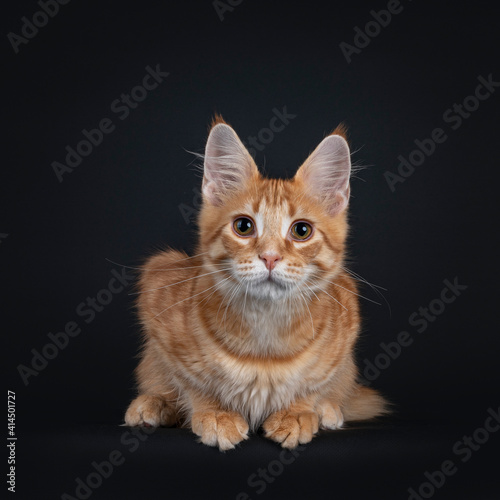 Red cat kitten on black backgroundCute red outcross maine coon cat kitten, laying down facing front. Looking straight towards camera. Isolated on black background.