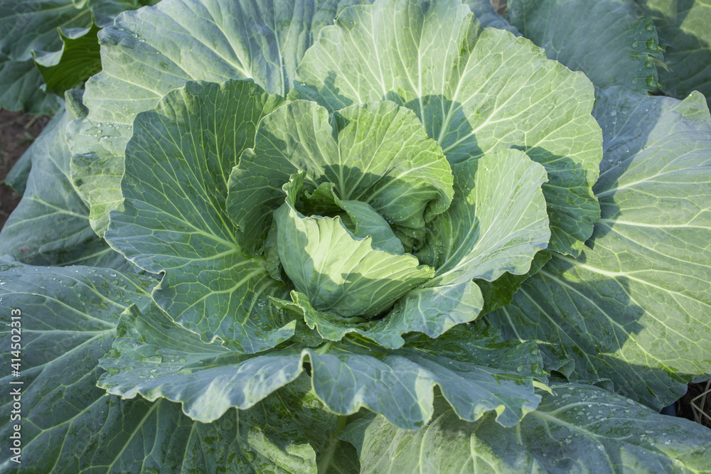 Organic vegetables from the organic garden. Organic vegetables from the organic garden.