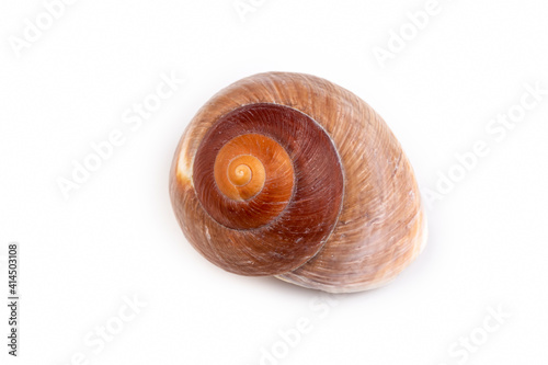 Close up of a seashell on w...