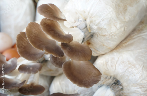 Indian Oyster, Phoenix Mushroom,  Lung Oyster (Pleurotus pulmonarius). Mushrooms were blooming from a nursery bag. photo