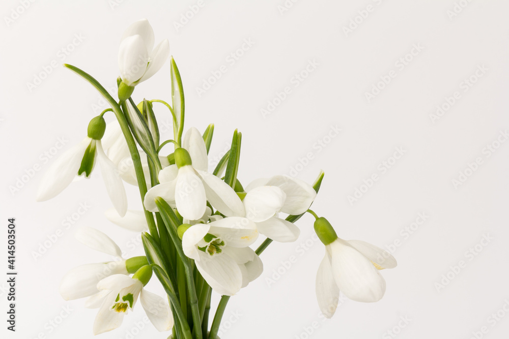Snowdrop on white background. White springs flower in close-up with copy space. Snowdrop on white background. White springs flower in close-up with copy space.