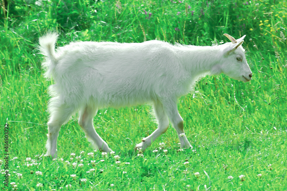 White Saanen baby goat running in summer pasture. Cute farm animal kid in green field, selective focus White Saanen baby goat running in summer pasture. Cute farm animal kid in green field, selective focus