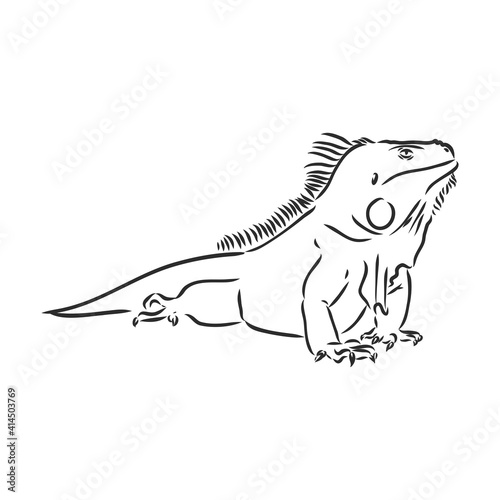 Lizard iguana isolated. Black and white reptile. Vector illustration. Hand drawing realistic. Vintage engraving of wildlife. iguana vector sketch on a white background