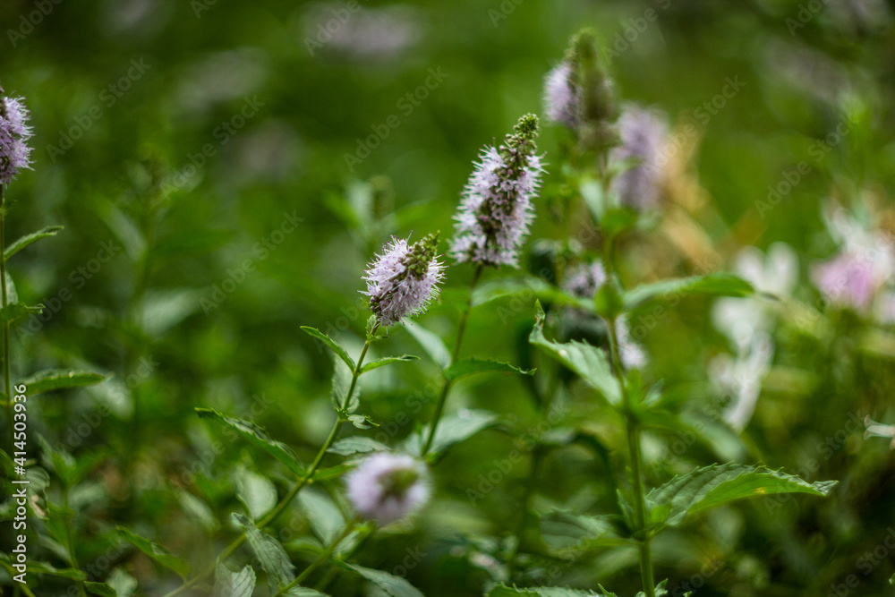 Close up of common mint (mentha spicata) flowers in bloom