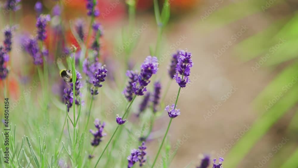 bee on lavender plant in summer