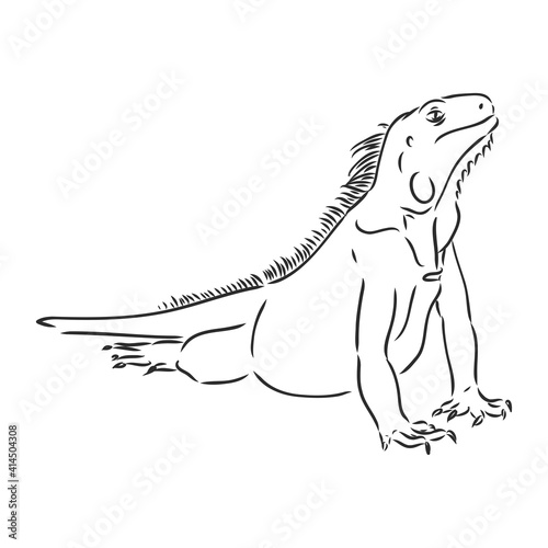 Lizard iguana isolated. Black and white reptile. Vector illustration. Hand drawing realistic. Vintage engraving of wildlife. iguana vector sketch on a white background