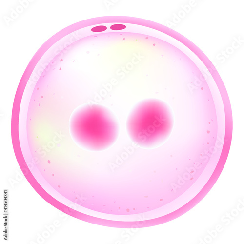 The zygote is the first diploid cell.