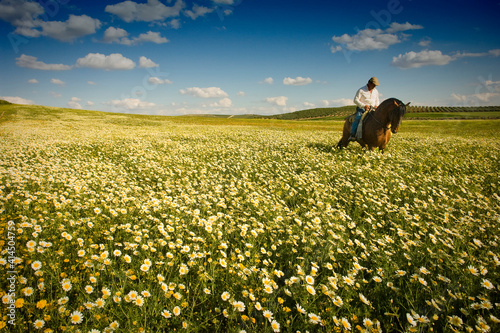 Hombre montando un  caballo marr  n por un campo de flores en primavera