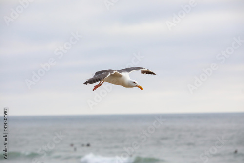 Flying Seagull over the beach during sunset time in Del Mar  San Diego  California  USA