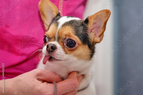 Purebred Chihuahua dog sitting in the arms of the owner close-up