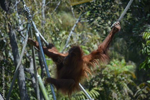 Chimpanzee swinging at zoo