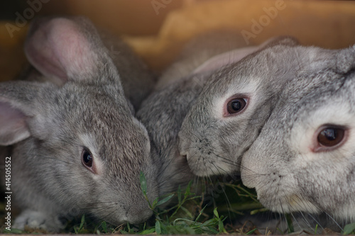 Many gray domestic rabbits eat grass while sitting in a cage. Close-up. Farm animals.