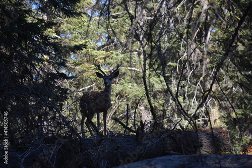Deer in forest in Sequoia national park © Joshua