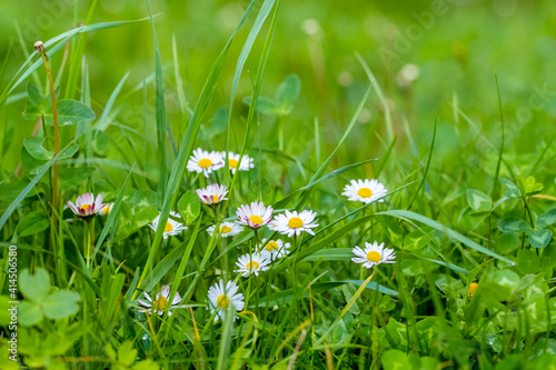 White wild flowers on a meadow among the green grass