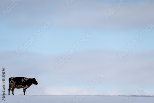 large field that has reached with deep white fluffy snow and a lone cow is standing on it © Rolands