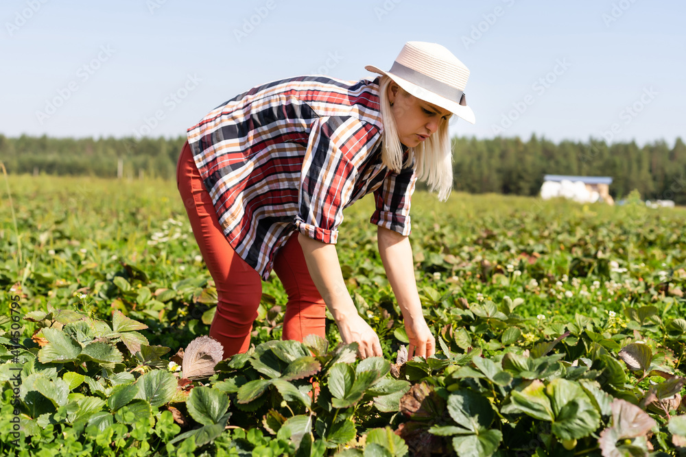 Beautiful woman eating a strawberry while gathering strawberries on a farm Beautiful woman eating a strawberry while gathering strawberries on a farm