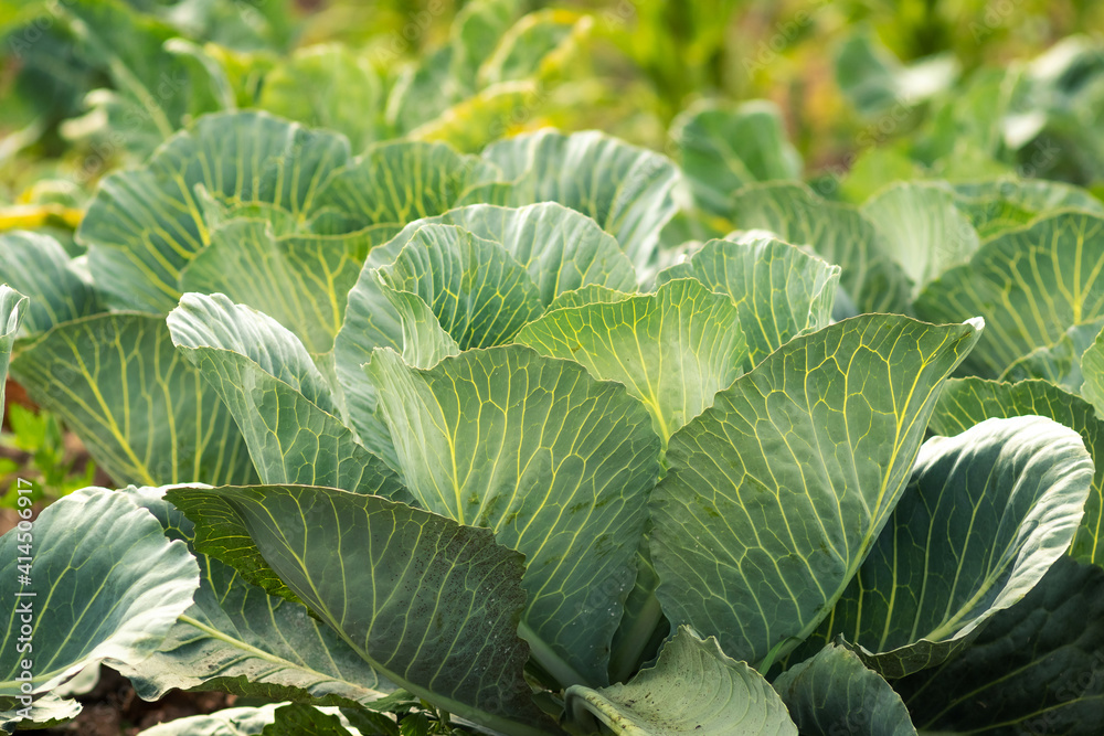 Young cabbage in the garden in sunny weather, growing cabbage Young cabbage in the garden in sunny weather, growing cabbage