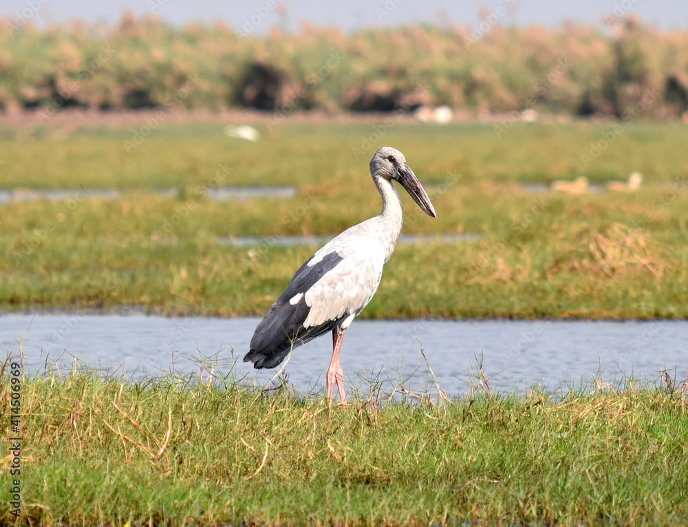 Obraz premium White stork, Mangalajodi, Odisha