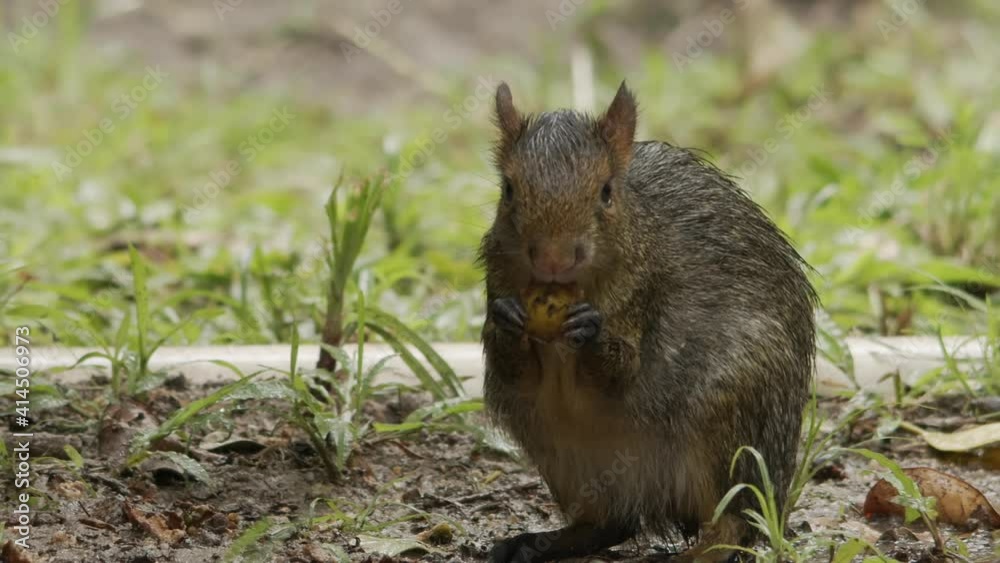 Cute young Cutia eating fruits in the grass. Slow motion footage Cute young Cutia eating fruits in the grass. Slow motion footage