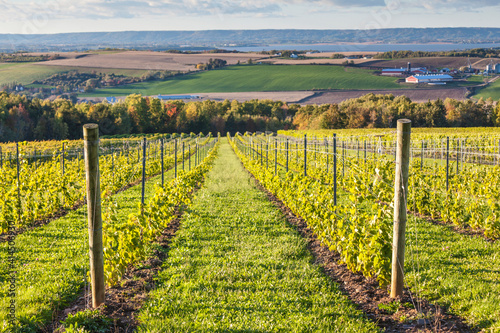 Tableau sur toile Canada, Nova Scotia, Annapolis Valley, Wolfville. Local vineyard.