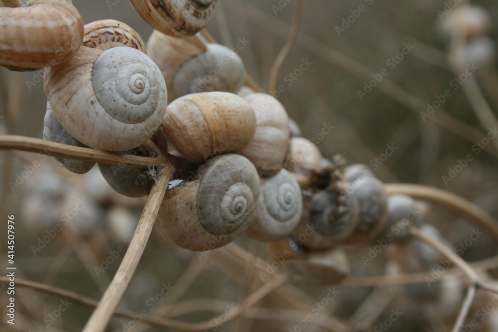 Snail shells on foliage. Snail shells on foliage.