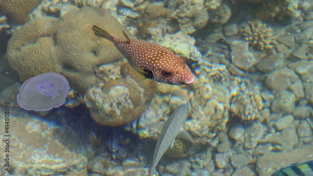 White-spotted puffer in the sea. Sea Scenery White-spotted puffer in the sea. Sea Scenery