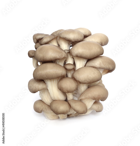 Oyster mushroom (Pleurotus ostreatus)