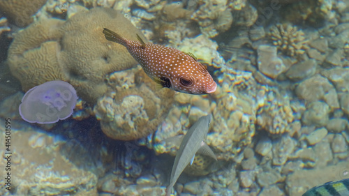 White-spotted puffer in the sea. Sea Scenery