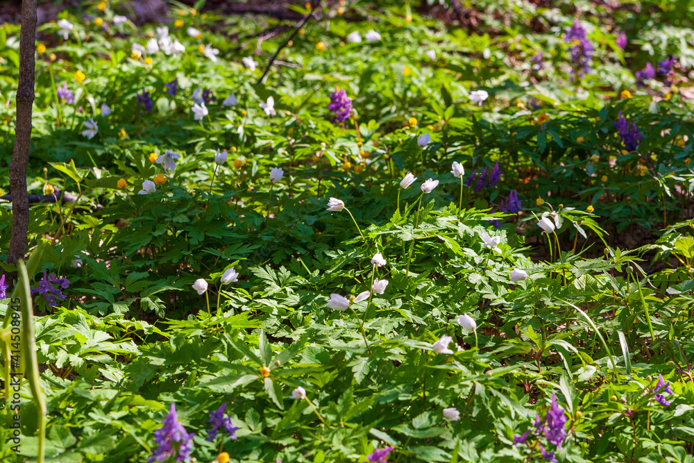 Primroses are spring. First flowers in the spring forest.
