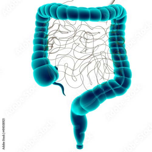 Large Intestine 3D Illustration Human Digestive System Anatomy