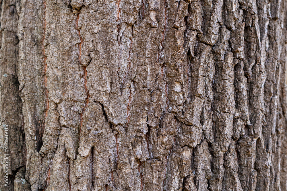 Old willow bark, close-up. Old willow bark, close-up.