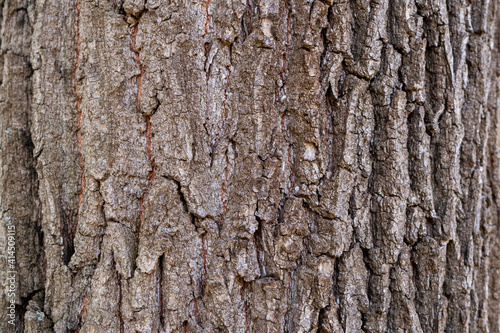 Old willow bark, close-up.