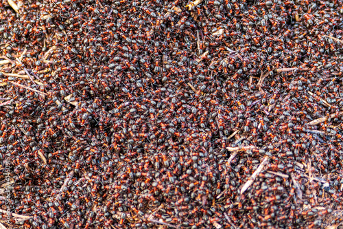  A huge cluster of forest ants.