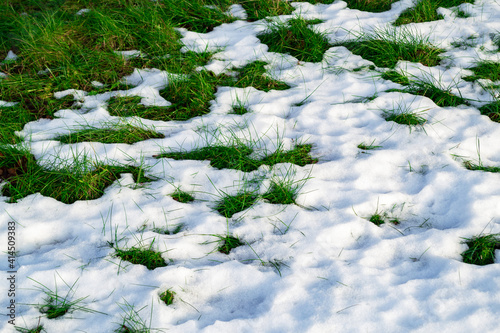 Early spring, thaw, melting snow. Green grass growing through the white snow.